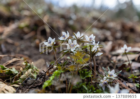 A cluster of early spring flowers, the Setsubunso (Eranthis pinnatifida) 8 137889655