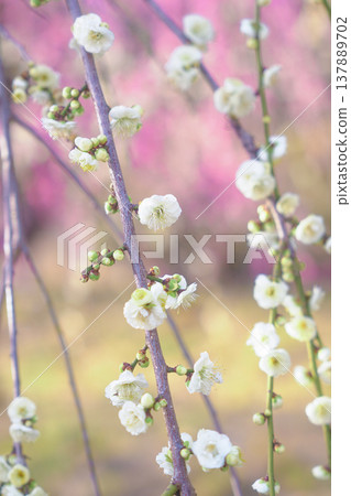 White plum blossoms stand out against a pink background. White plum blossoms stand out against a pink background. 137889702