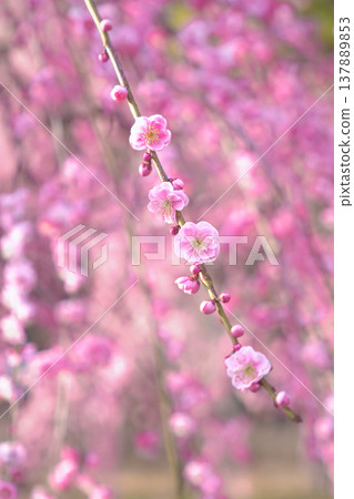 Weeping plum blossoms herald the arrival of spring Weeping plum blossoms herald the arrival of spring 137889853