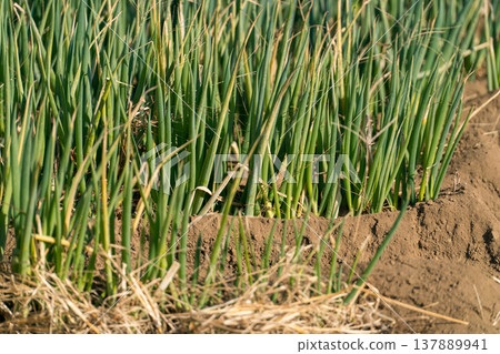 Onion field 137889941