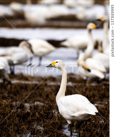 A flock of swans gathers in rice paddies to store nutrients before their northward migration. A flock of swans gathers in rice paddies to store nutrients before their northward migration. 137889995
