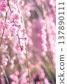初春的陽光灑在粉紅色的垂枝梅花上。 137890111