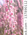 初春的陽光灑在粉紅色的垂枝梅花上。 137890112