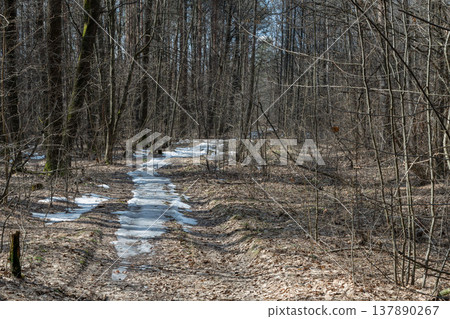 forest in early spring forest in early spring 137890267