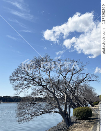 仙波湖畔的樹木 仙波湖畔的樹木 137890269