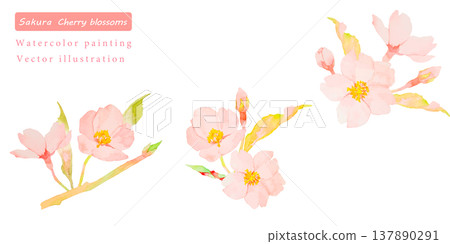 櫻花水彩矢量插圖 櫻花水彩矢量插圖 137890291