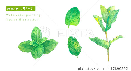 水彩風格的草本植物向量插圖。 水彩風格的草本植物向量插圖。 137890292