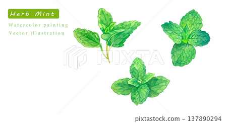 Watercolor vector illustration of herbs Watercolor vector illustration of herbs 137890294