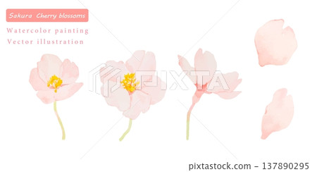 櫻花水彩矢量插圖 櫻花水彩矢量插圖 137890295