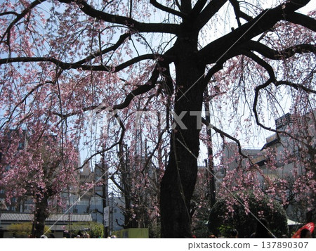 Spring in Asakusa. Spring in Asakusa. 137890307