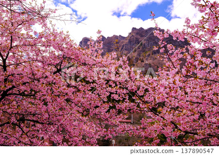 Kawazu cherry blossoms in full bloom and rocky peaks Kawazu cherry blossoms in full bloom and rocky peaks 137890547