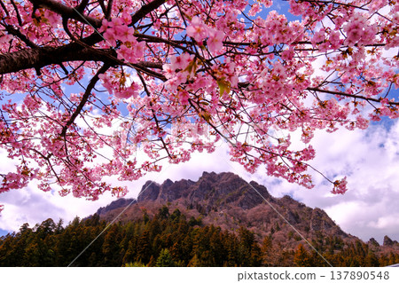 cherry blossoms on the mountain cherry blossoms on the mountain 137890548