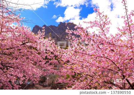 Kawazu櫻花在藍天 Kawazu櫻花在藍天 137890550