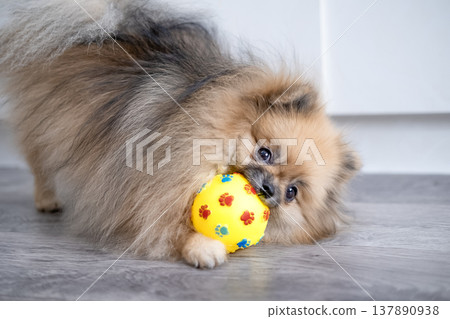 Pameranian Micro Spitz Playing With Ball 137890938
