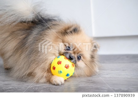 Pameranian Micro Spitz Playing With Ball 137890939
