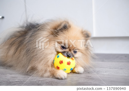 Pameranian Micro Spitz Playing With Ball Pameranian Micro Spitz Playing With Ball 137890940