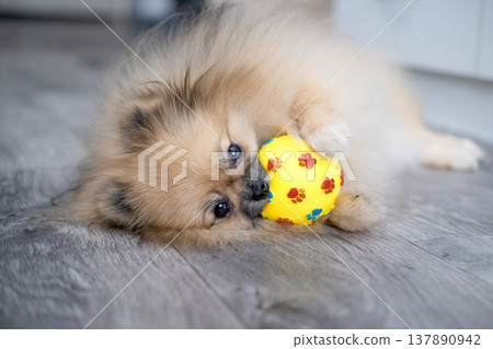 Pameranian Micro Spitz Playing With Ball 137890942