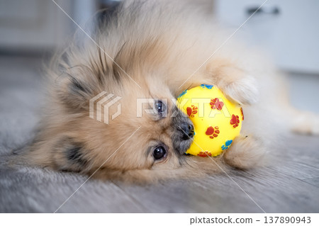 Pameranian Micro Spitz Playing With Ball 137890943