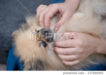 Hands stroking the micro spitz on your lap 137890945