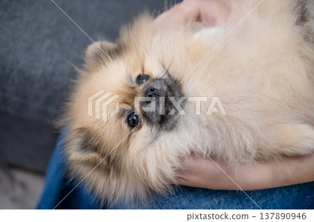 Hands stroking the micro spitz on your lap 137890946
