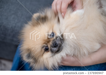 Hands stroking the micro spitz on your lap 137890947