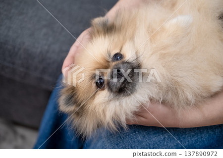 Hands stroking the micro spitz on your lap 137890972
