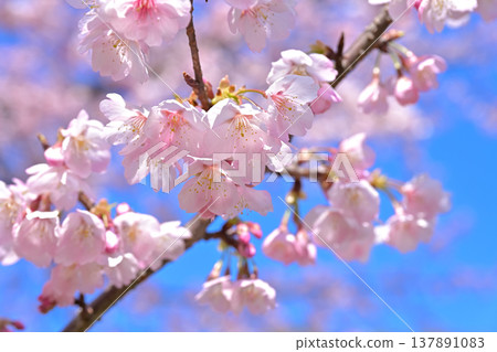 Cherry tree in full bloom  137891083