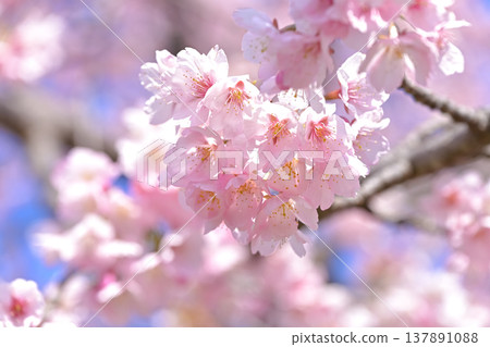 Cherry tree in full bloom  137891088