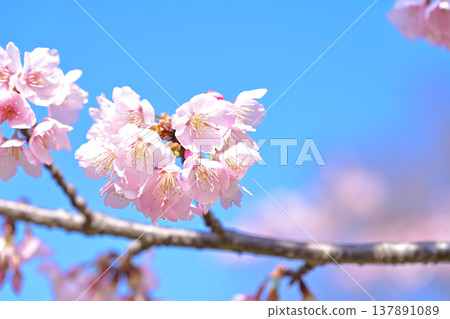Cherry tree in full bloom Cherry tree in full bloom 137891089