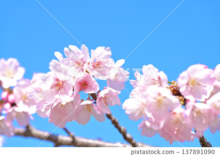 Cherry tree in full bloom  137891090