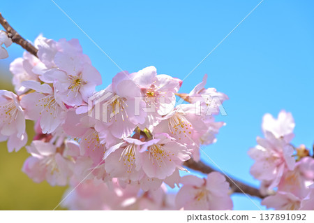 Cherry tree in full bloom Cherry tree in full bloom 137891092