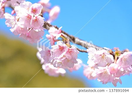 Cherry tree in full bloom  137891094