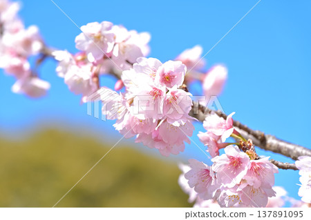 Cherry tree in full bloom Cherry tree in full bloom 137891095