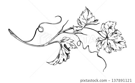 Grapevine, ivy or squash vine. Detailed leaves, curling tendrils. Hand drawn isolated ink vector illustration. Vineyard branding, wine label, harvest festival, food and drink graphics, farmers market. 137891121