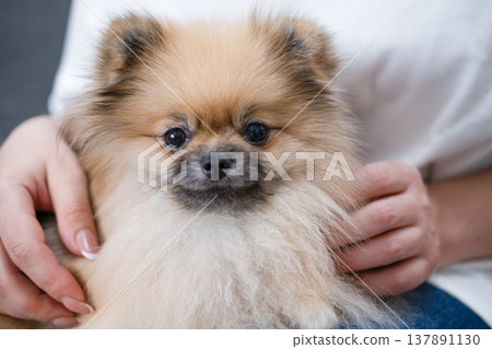 Hands stroking the micro spitz on your lap 137891130