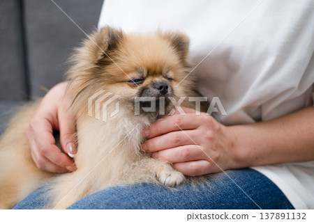 Hands stroking the micro spitz on your lap 137891132