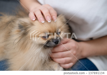 Hands stroking the micro spitz on your lap 137891134