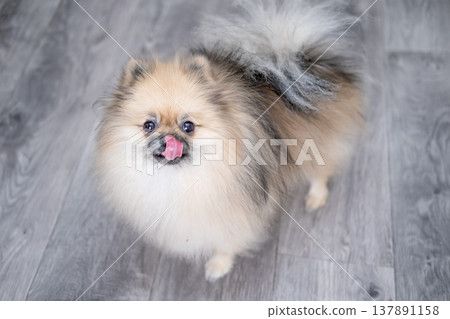 Small Pameranian sitting on the floor 137891158