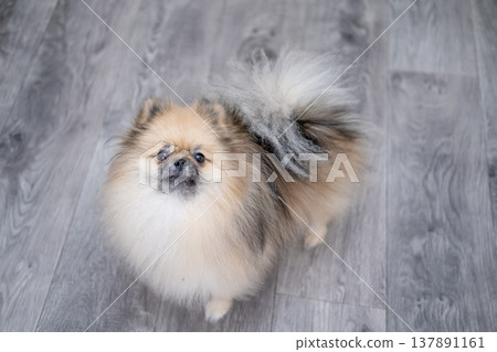 Small Pameranian sitting on the floor 137891161