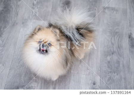 Small Pameranian sitting on the floor 137891164