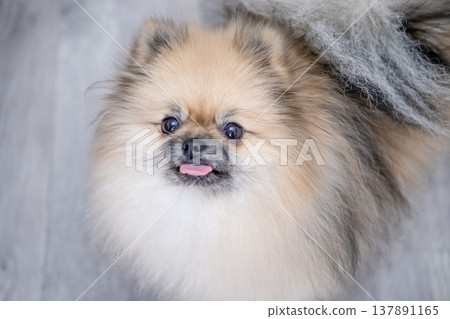 Small Pameranian sitting on the floor 137891165