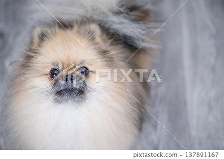 Small Pameranian sitting on the floor 137891167