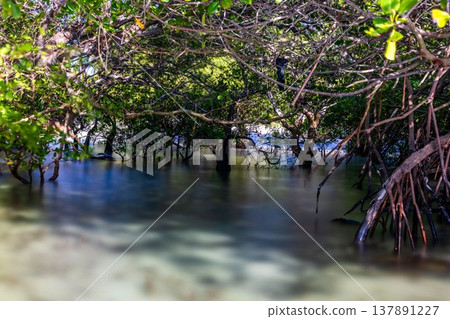 Beautiful tropical beach sea and ocean with mangrove tree on blue sky and white cloud Beautiful tropical beach sea and ocean with mangrove tree on blue sky and white cloud 137891227