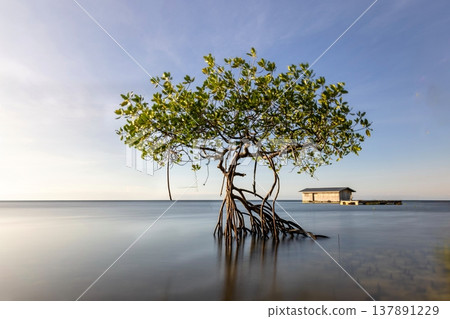Beautiful tropical beach sea and ocean with mangrove tree on blue sky and white cloud 137891229
