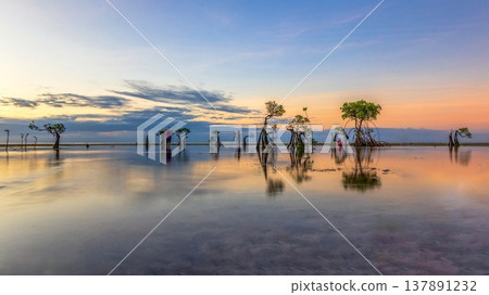 Beautiful tropical beach sea and ocean with mangrove tree on blue sky and white cloud 137891232