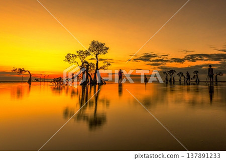 Beautiful tropical beach sea and ocean with mangrove tree on blue sky and white cloud 137891233