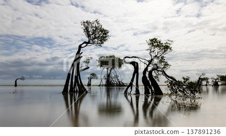 beautiful tropical beach sea and ocean with mangrove tree on blue sky and white cloud 137891236