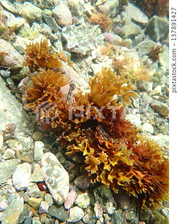 淺水區，水下，海藻 137891427