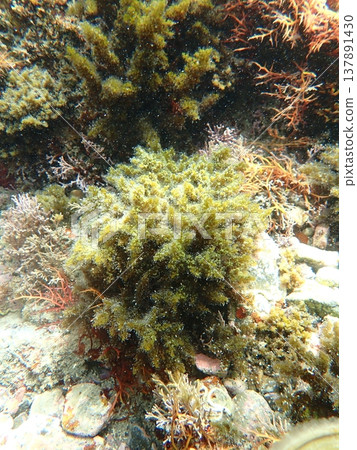Seaweed, shallow waters Seaweed, shallow waters 137891430