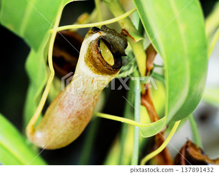 Carnivorous plant Nepenthes, family Nepenthes, species Nepenthes rotundifolia 137891432